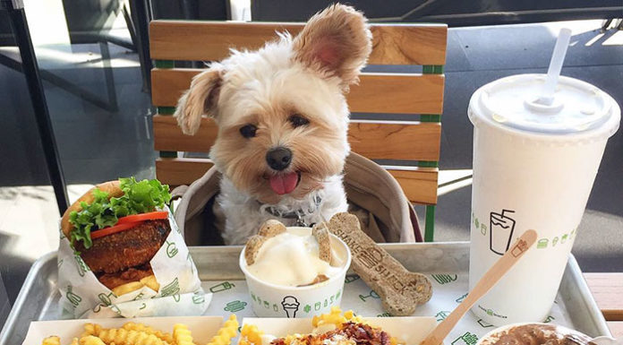 Popeye dog exploding on Instagram in L.A. city