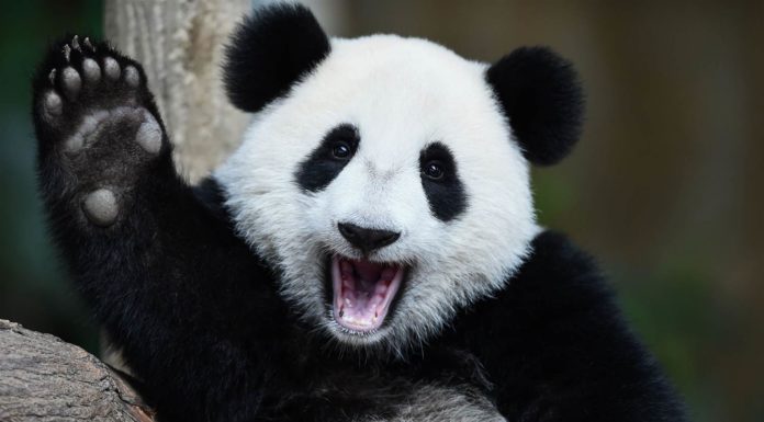 China and The Use Panda Diplomacy Panda Diplomacy